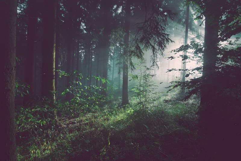 Try forest bathing (shinrin-yoku)